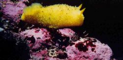 A Sea Lemon in the cold waters of BC showing off it's bri... by Lyndell Weldon 